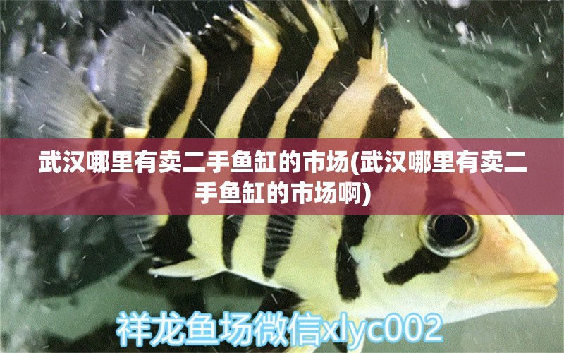 武汉哪里有卖二手鱼缸的市场(武汉哪里有卖二手鱼缸的市场啊) 潜水艇鱼