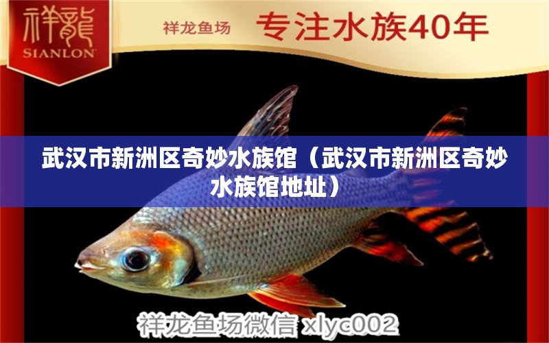 武汉市新洲区奇妙水族馆（武汉市新洲区奇妙水族馆地址）