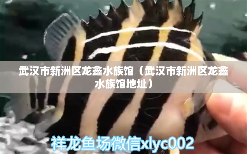 武汉市新洲区龙鑫水族馆（武汉市新洲区龙鑫水族馆地址） 全国水族馆企业名录