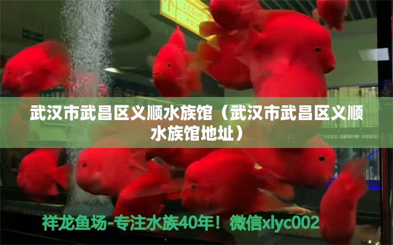 武汉市武昌区义顺水族馆（武汉市武昌区义顺水族馆地址）