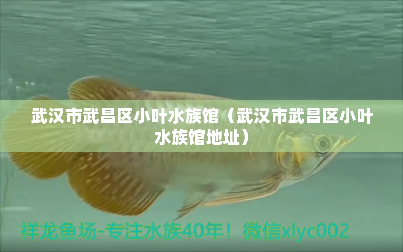 武汉市武昌区小叶水族馆（武汉市武昌区小叶水族馆地址）