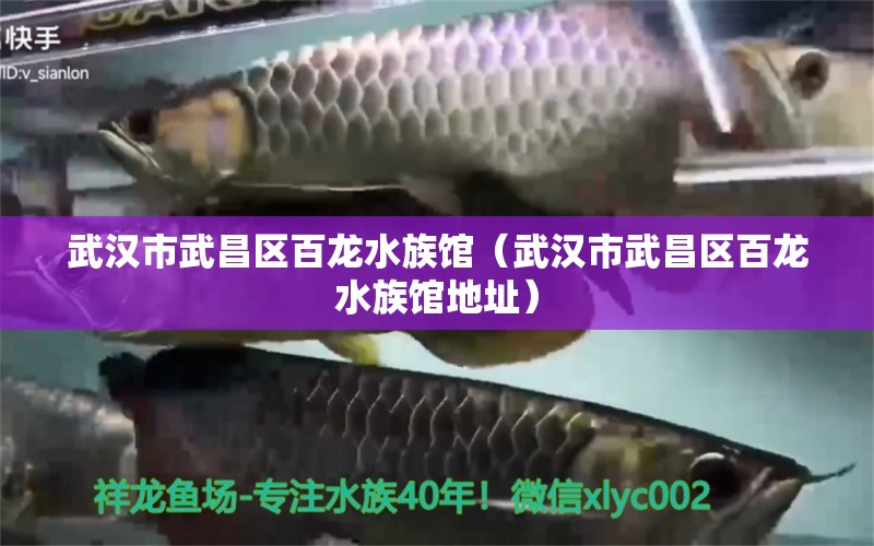 武汉市武昌区百龙水族馆（武汉市武昌区百龙水族馆地址）