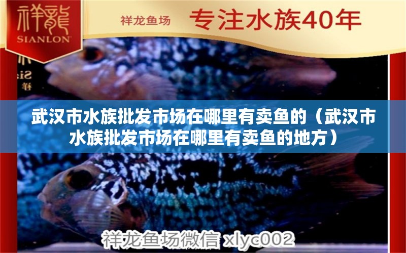 武汉市水族批发市场在哪里有卖鱼的（武汉市水族批发市场在哪里有卖鱼的地方）