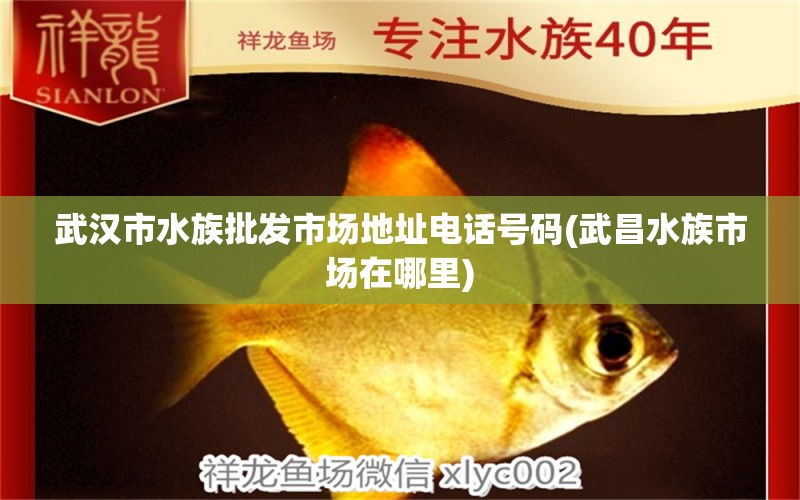 武汉市水族批发市场地址电话号码(武昌水族市场在哪里) 观赏鱼水族批发市场