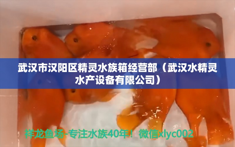 武汉市汉阳区精灵水族箱经营部（武汉水精灵水产设备有限公司）