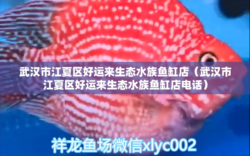 武汉市江夏区好运来生态水族鱼缸店（武汉市江夏区好运来生态水族鱼缸店电话）