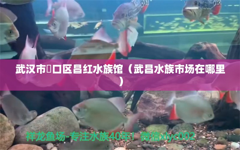 武汉市硚口区昌红水族馆（武昌水族市场在哪里）