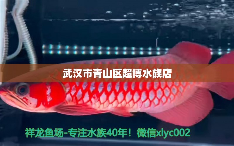 武汉市青山区超博水族店