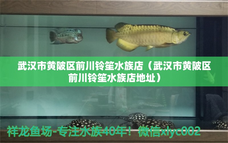 武汉市黄陂区前川铃笙水族店（武汉市黄陂区前川铃笙水族店地址）