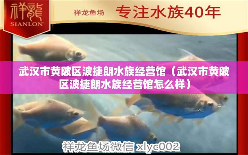 武汉市黄陂区波捷朗水族经营馆（武汉市黄陂区波捷朗水族经营馆怎么样） 全国水族馆企业名录