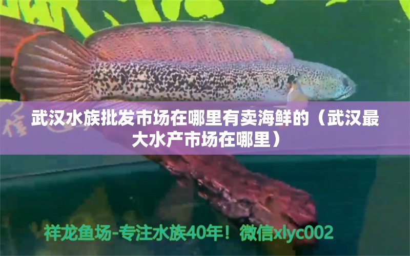 武汉水族批发市场在哪里有卖海鲜的（武汉最大水产市场在哪里） 羽毛刀鱼苗