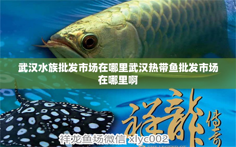 武汉水族批发市场在哪里武汉热带鱼批发市场在哪里啊