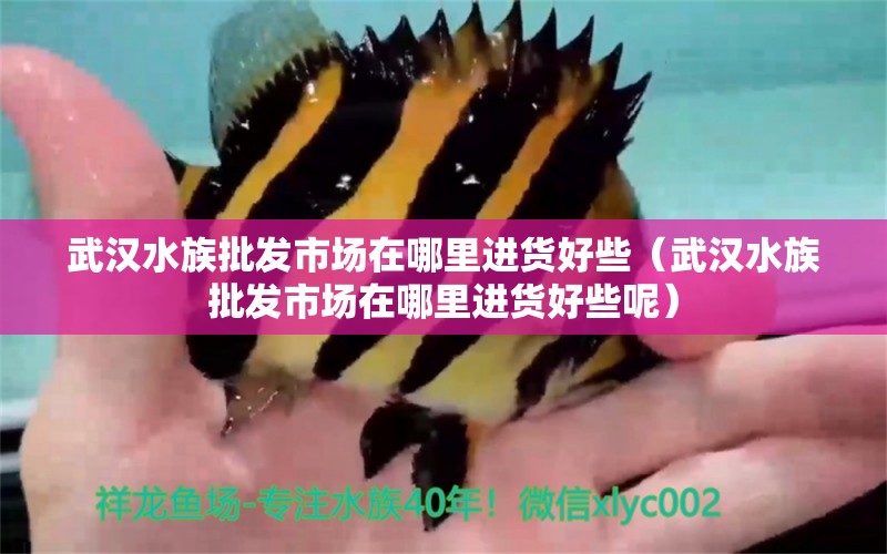 武汉水族批发市场在哪里进货好些（武汉水族批发市场在哪里进货好些呢） 观赏鱼水族批发市场