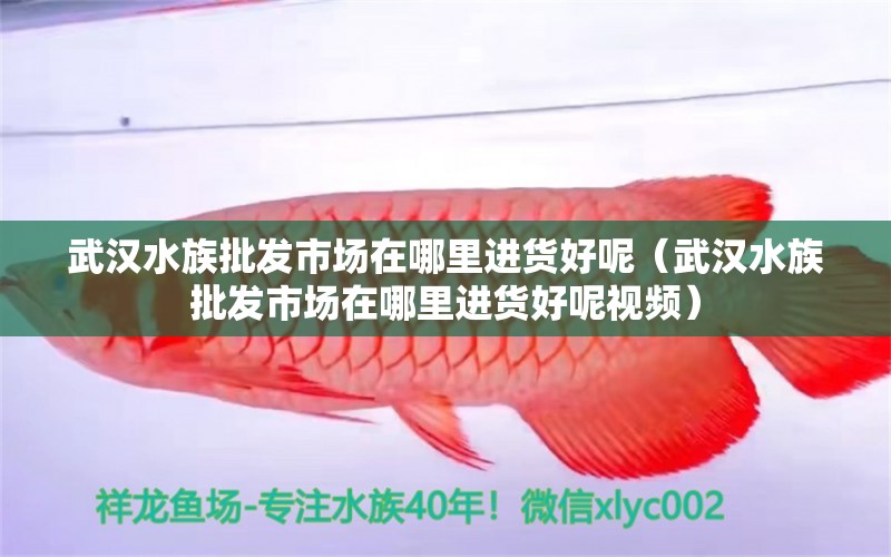 武汉水族批发市场在哪里进货好呢（武汉水族批发市场在哪里进货好呢视频） 观赏鱼水族批发市场