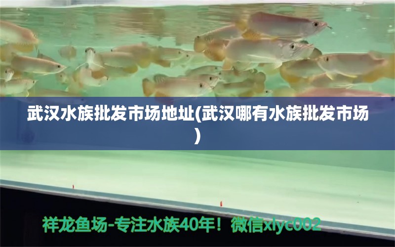 武汉水族批发市场地址(武汉哪有水族批发市场) 观赏鱼水族批发市场