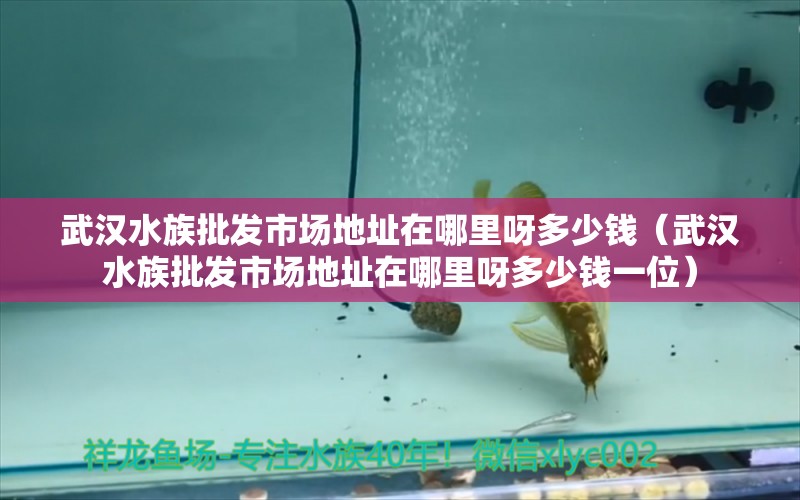 武汉水族批发市场地址在哪里呀多少钱（武汉水族批发市场地址在哪里呀多少钱一位）