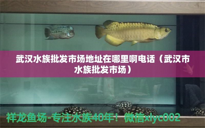 武汉水族批发市场地址在哪里啊电话（武汉市水族批发市场）