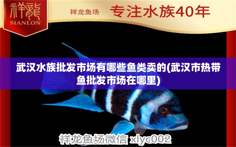 武汉水族批发市场有哪些鱼类卖的(武汉市热带鱼批发市场在哪里) 观赏鱼水族批发市场