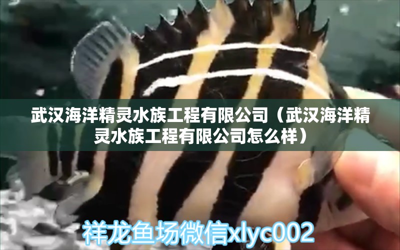 武汉海洋精灵水族工程有限公司（武汉海洋精灵水族工程有限公司怎么样） 全国水族馆企业名录