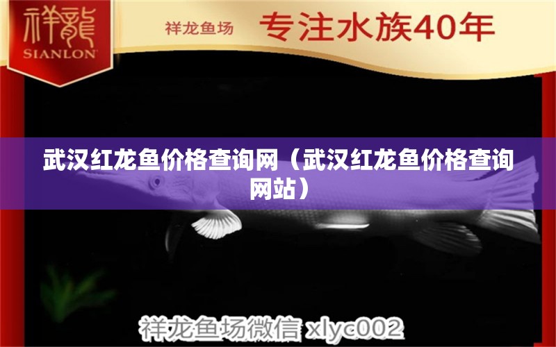 武汉红龙鱼价格查询网（武汉红龙鱼价格查询网站） 观赏鱼市场（混养鱼）