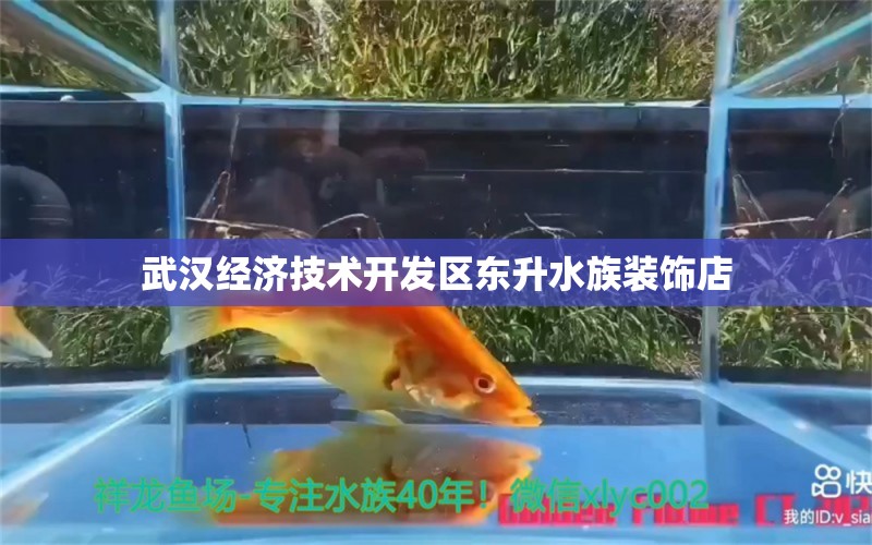 武汉经济技术开发区东升水族装饰店 全国水族馆企业名录