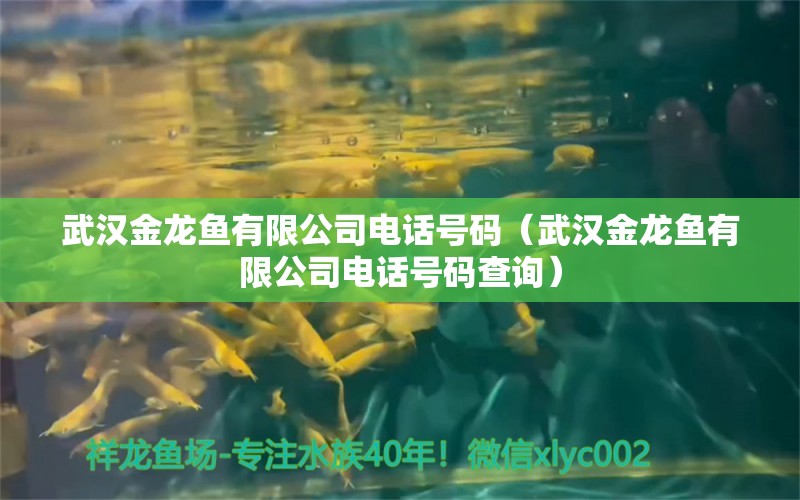 武汉金龙鱼有限公司电话号码（武汉金龙鱼有限公司电话号码查询）