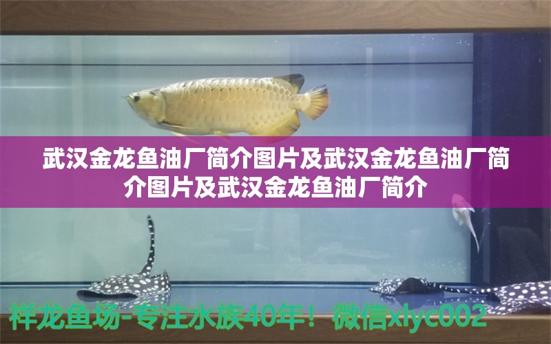 武汉金龙鱼油厂简介图片及武汉金龙鱼油厂简介图片及武汉金龙鱼油厂简介 观赏鱼市场（混养鱼） 第1张