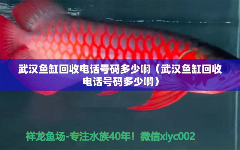 武汉鱼缸回收电话号码多少啊（武汉鱼缸回收电话号码多少啊） 观赏鱼市场（混养鱼）