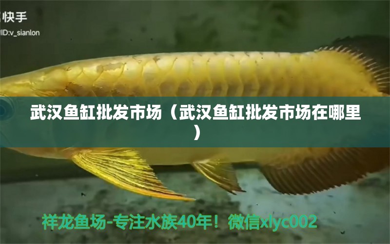 武汉鱼缸批发市场（武汉鱼缸批发市场在哪里） 观赏鱼水族批发市场