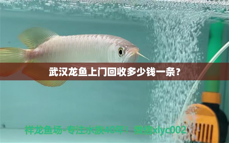 武汉龙鱼上门回收多少钱一条？ 水族灯（鱼缸灯）