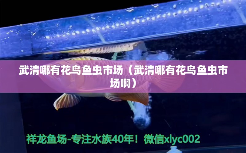 武清哪有花鸟鱼虫市场（武清哪有花鸟鱼虫市场啊） 广州龙鱼批发市场