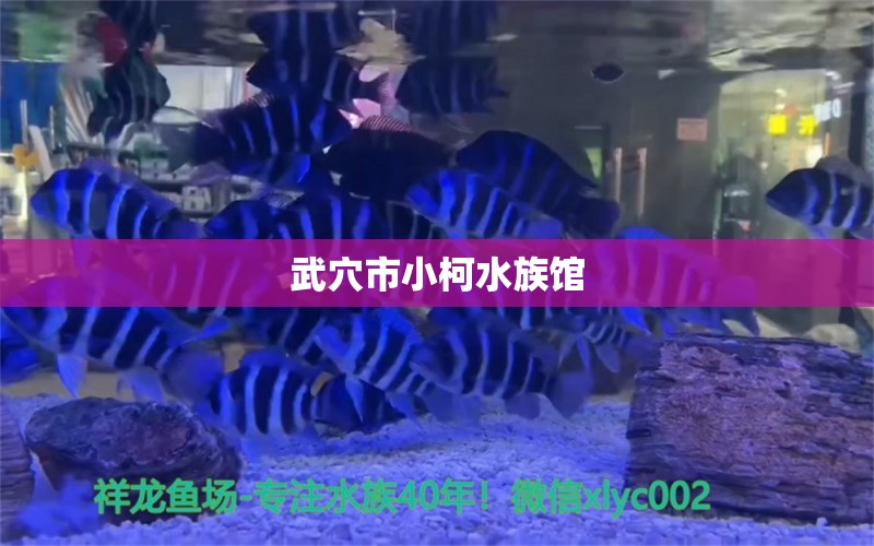 武穴市小柯水族馆 全国水族馆企业名录