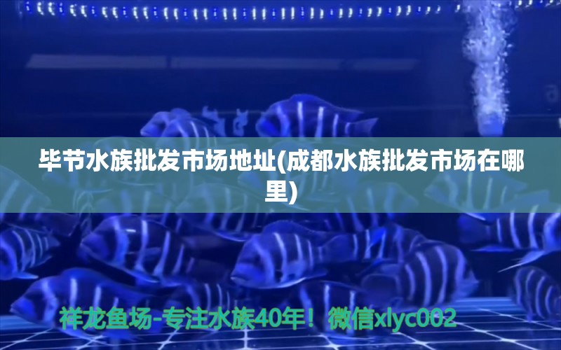 毕节水族批发市场地址(成都水族批发市场在哪里) 观赏鱼水族批发市场