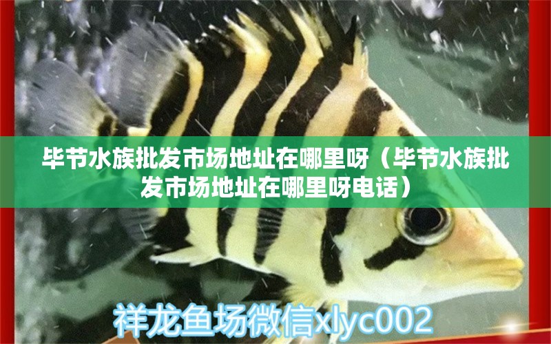 毕节水族批发市场地址在哪里呀（毕节水族批发市场地址在哪里呀电话） 观赏鱼水族批发市场