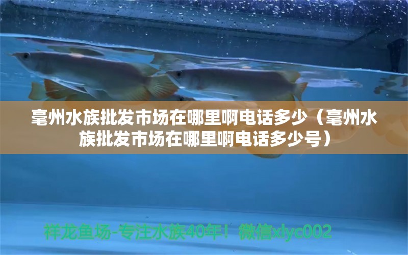 毫州水族批发市场在哪里啊电话多少（毫州水族批发市场在哪里啊电话多少号）