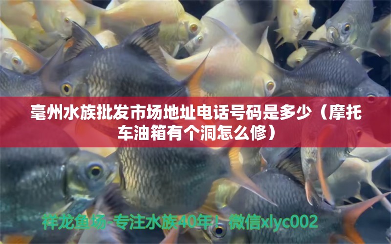 毫州水族批发市场地址电话号码是多少（摩托车油箱有个洞怎么修） 观赏鱼水族批发市场 第1张