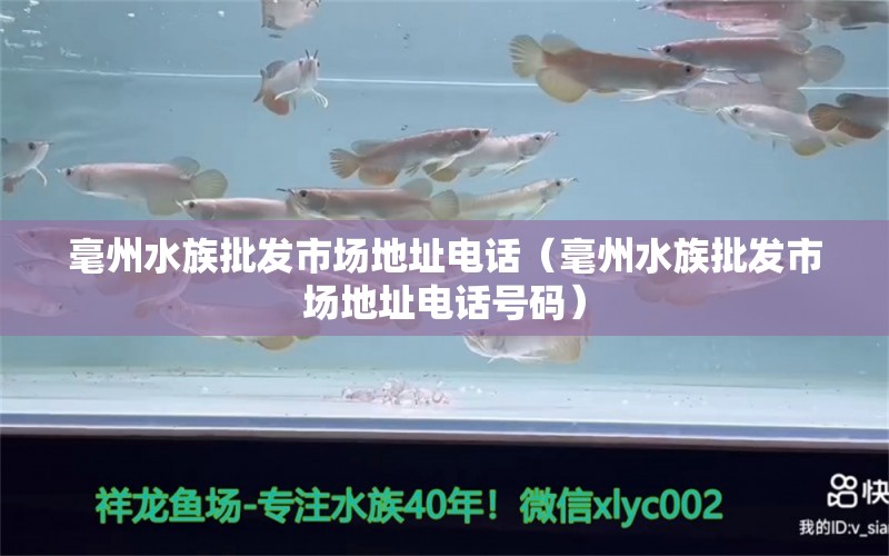 毫州水族批发市场地址电话（毫州水族批发市场地址电话号码）