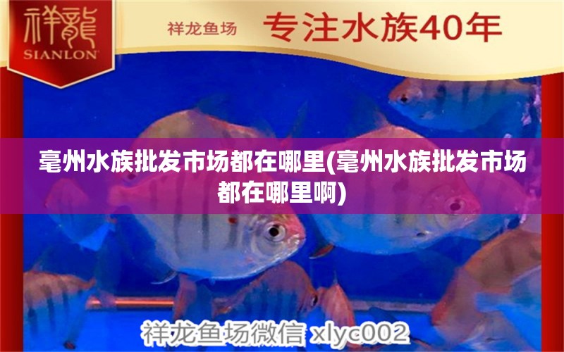 毫州水族批发市场都在哪里(毫州水族批发市场都在哪里啊)