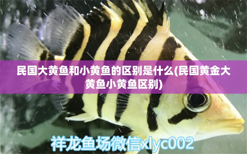 民国大黄鱼和小黄鱼的区别是什么(民国黄金大黄鱼小黄鱼区别) 祥禾Super Red红龙鱼