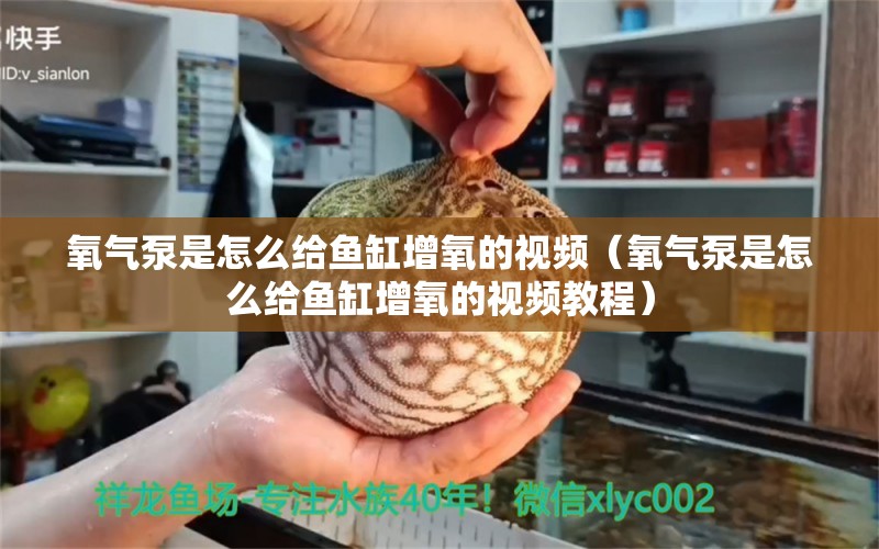 氧气泵是怎么给鱼缸增氧的视频（氧气泵是怎么给鱼缸增氧的视频教程） 细线银版鱼