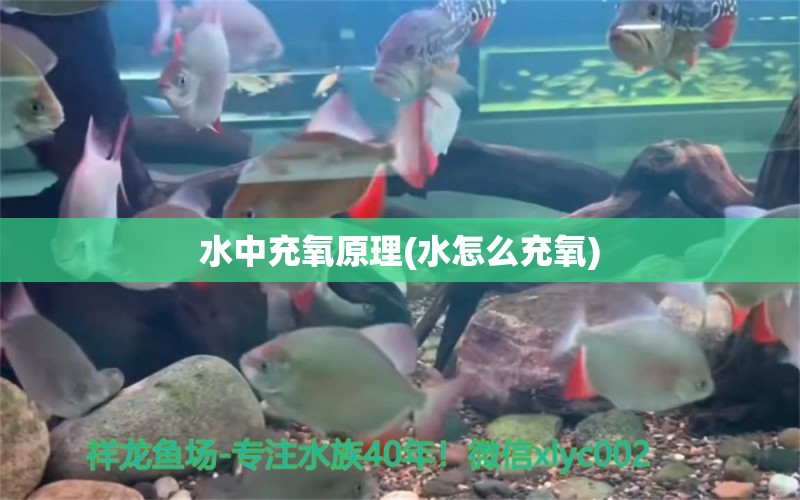 水中充氧原理(水怎么充氧) 白化火箭鱼