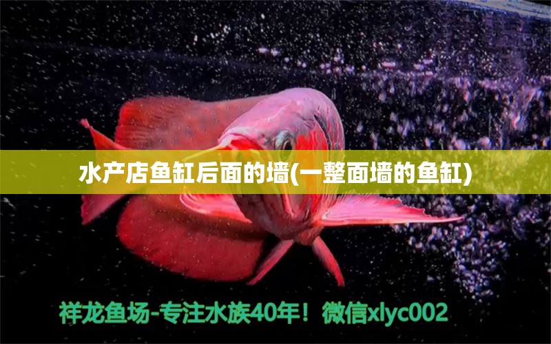 水产店鱼缸后面的墙(一整面墙的鱼缸) 水族世界 第1张