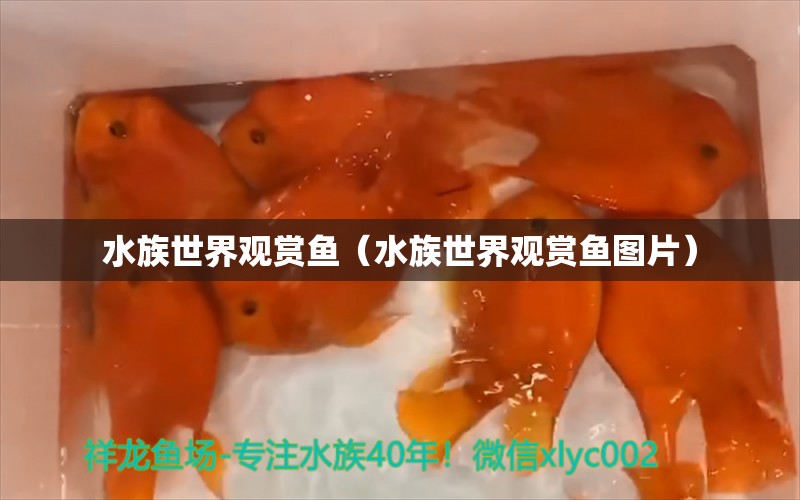 水族世界观赏鱼（水族世界观赏鱼图片）