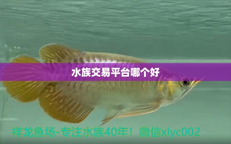 水族交易平台哪个好