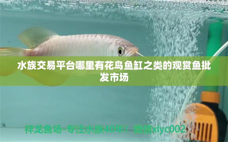 水族交易平台哪里有花鸟鱼缸之类的观赏鱼批发市场 观赏鱼批发