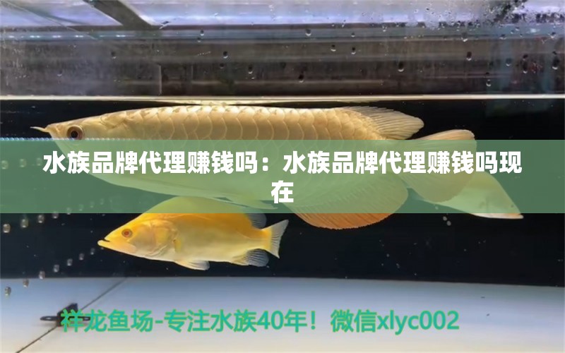 水族品牌代理赚钱吗：水族品牌代理赚钱吗现在 水族品牌