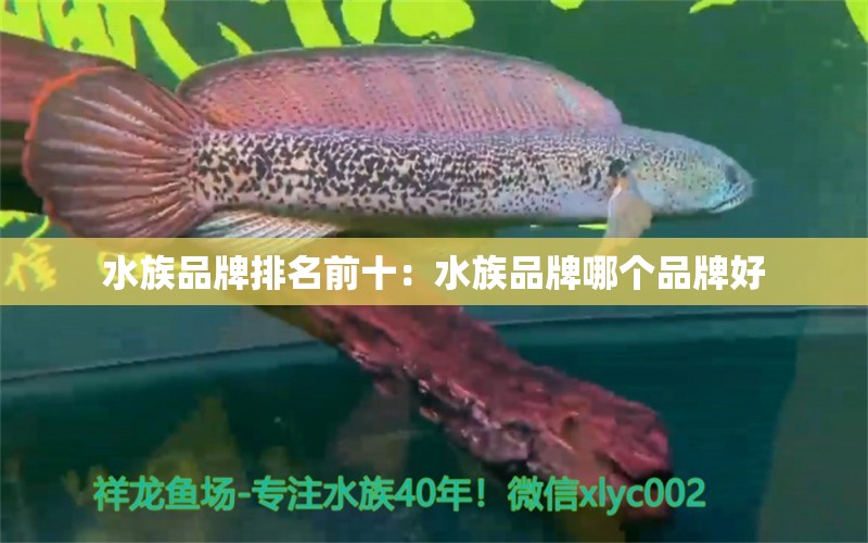 水族品牌排名前十：水族品牌哪个品牌好