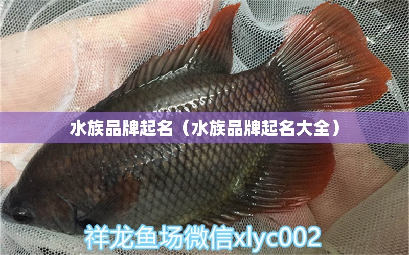 水族品牌起名（水族品牌起名大全）