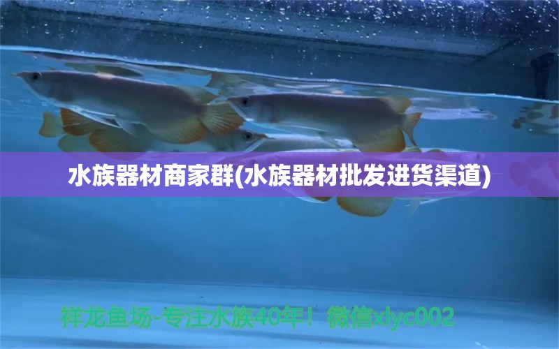 水族器材商家群(水族器材批发进货渠道) 国产元宝凤凰鱼