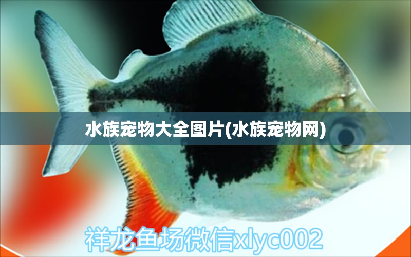 水族宠物大全图片(水族宠物网) 2024第28届中国国际宠物水族展览会CIPS（长城宠物展2024 CIPS） 第1张